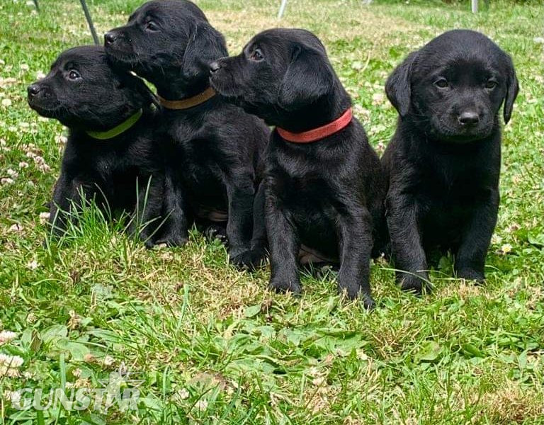 Well bred pups excellent working parents in 