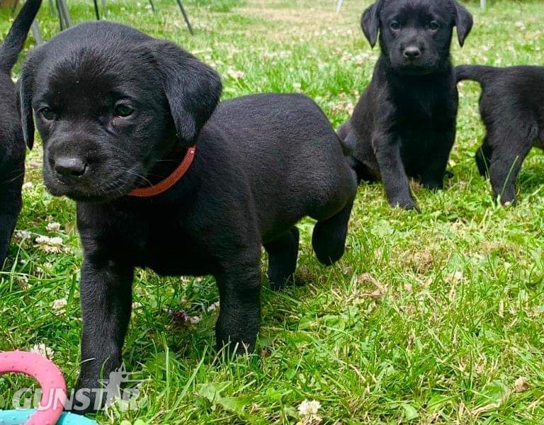 Well bred pups excellent working parents