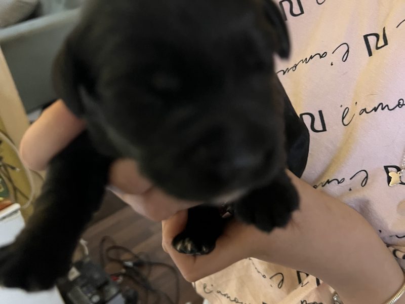 Sprockerdor pups - {CATEGORY} in 