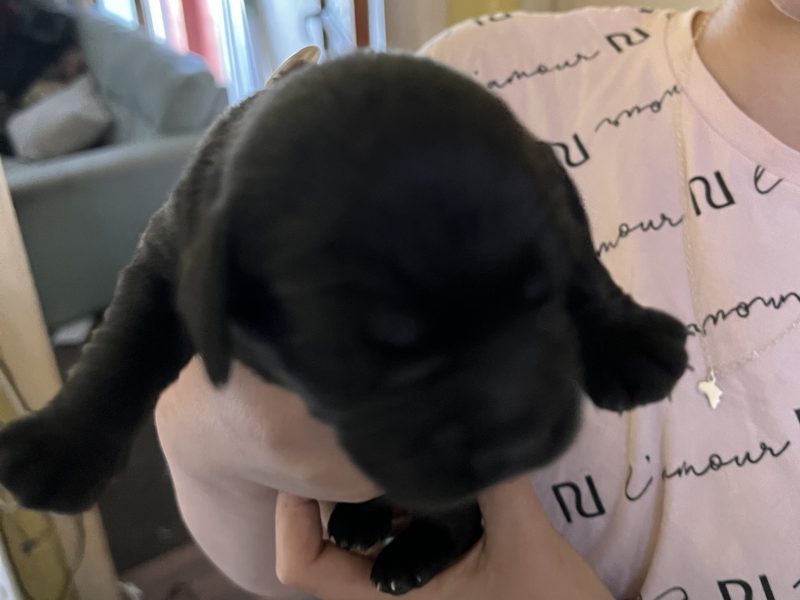 Sprockerdor pups - {CATEGORY}