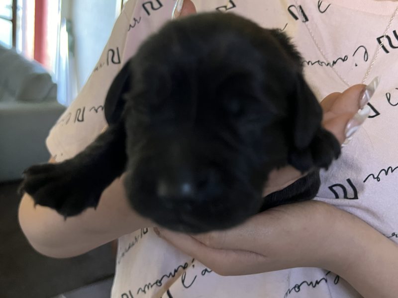 Sprockerdor pups 