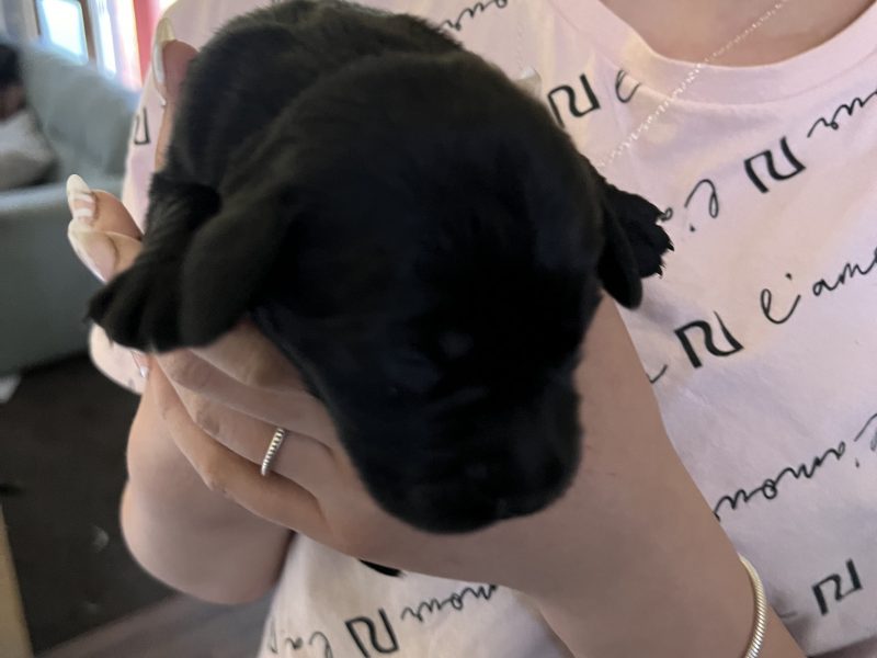{CATEGORY} - Sprockerdor pups in 