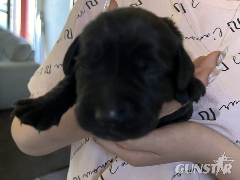 Sprockerdor pups 