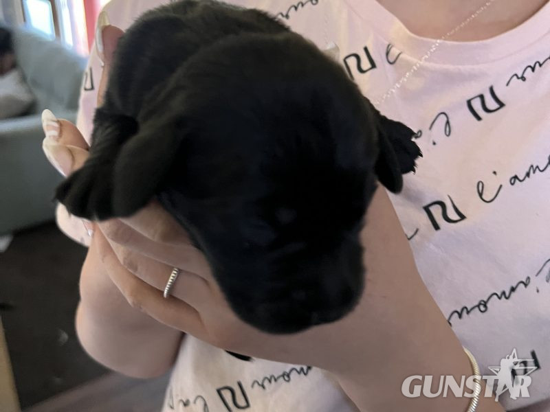 {CATEGORY} - Sprockerdor pups in 