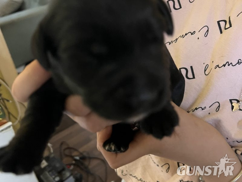 Sprockerdor pups - {CATEGORY} in 