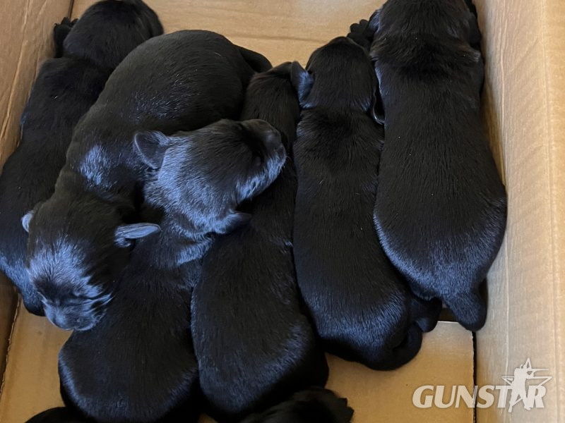 Sprockerdor pups in 