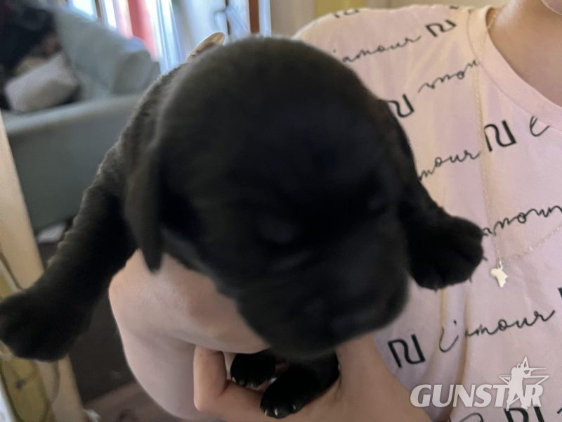 Sprockerdor pups - {CATEGORY}