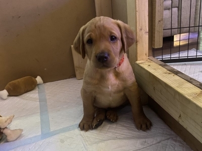 Fox Red Lab Pups 2 Dogs left. FTCH Bloodline