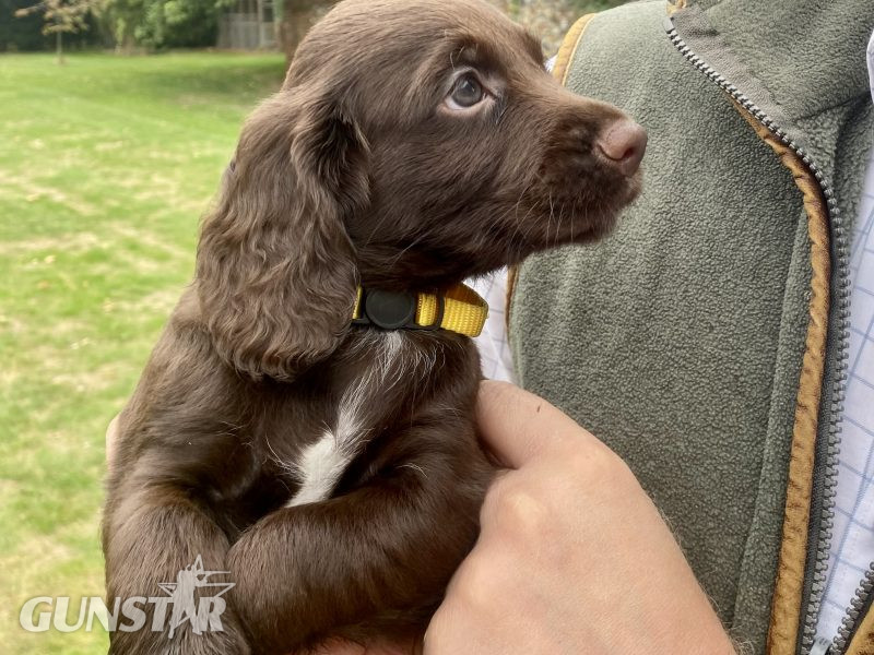  2 Chocolate, Working Cocker Dogs available - from long line of FTCH on both sides