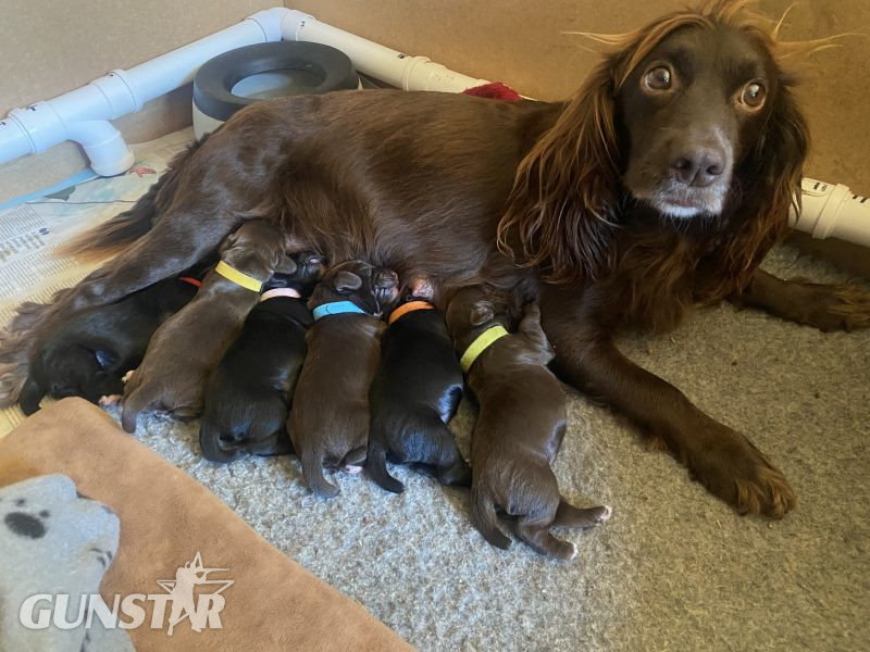 {CATEGORY} - 2 Chocolate, Working Cocker Dogs available - from long line of FTCH on both sides in 