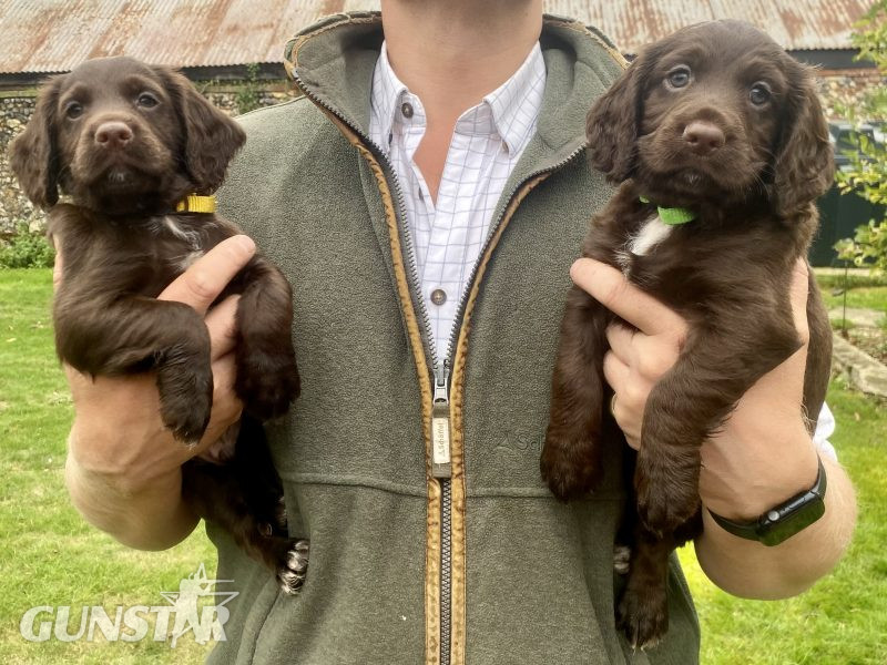 2 Chocolate, Working Cocker Dogs available - from long line of FTCH on both sides in 