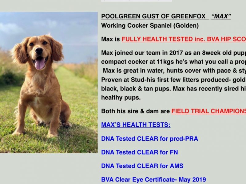 2 Chocolate, Working Cocker Dogs available - from long line of FTCH on both sides - {CATEGORY} in 