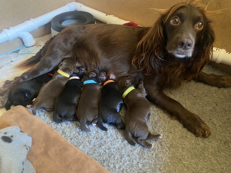 {CATEGORY} - 2 Chocolate, Working Cocker Dogs available - from long line of FTCH on both sides in 