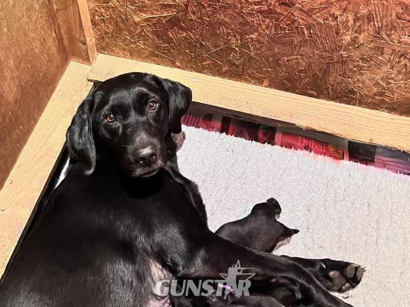 Seven pedigree black boys looking for homes. in 