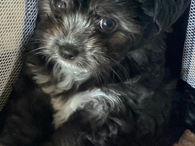 Beautiful Blue and white Maltese x chihuahua.