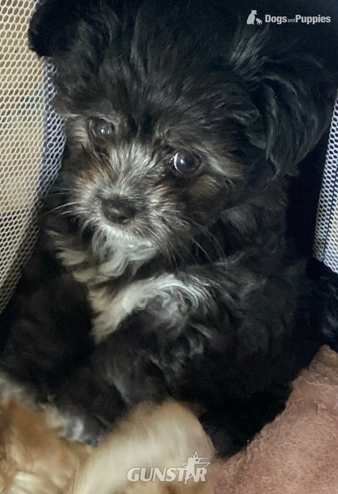 Beautiful Blue and white Maltese x chihuahua. in 