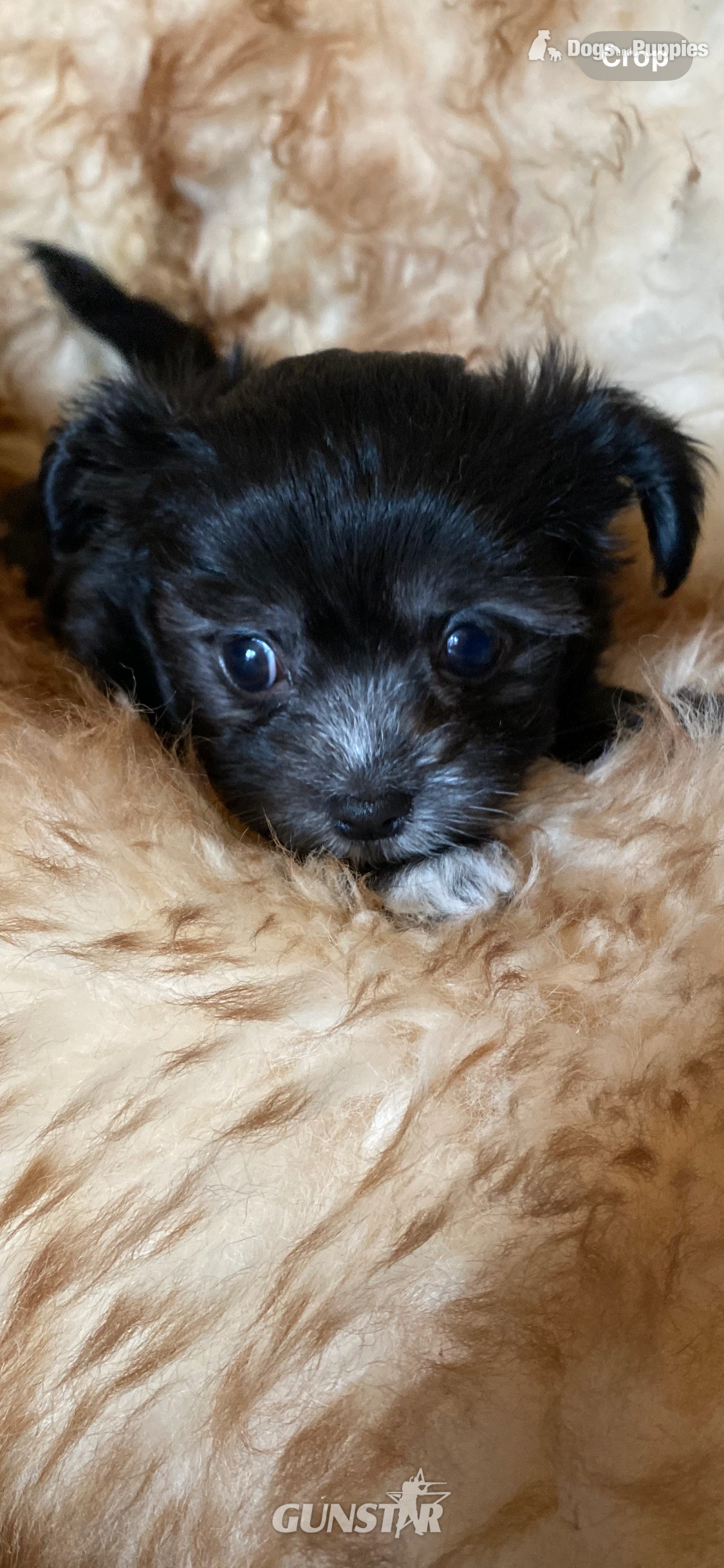 Beautiful Blue and white Maltese x chihuahua.