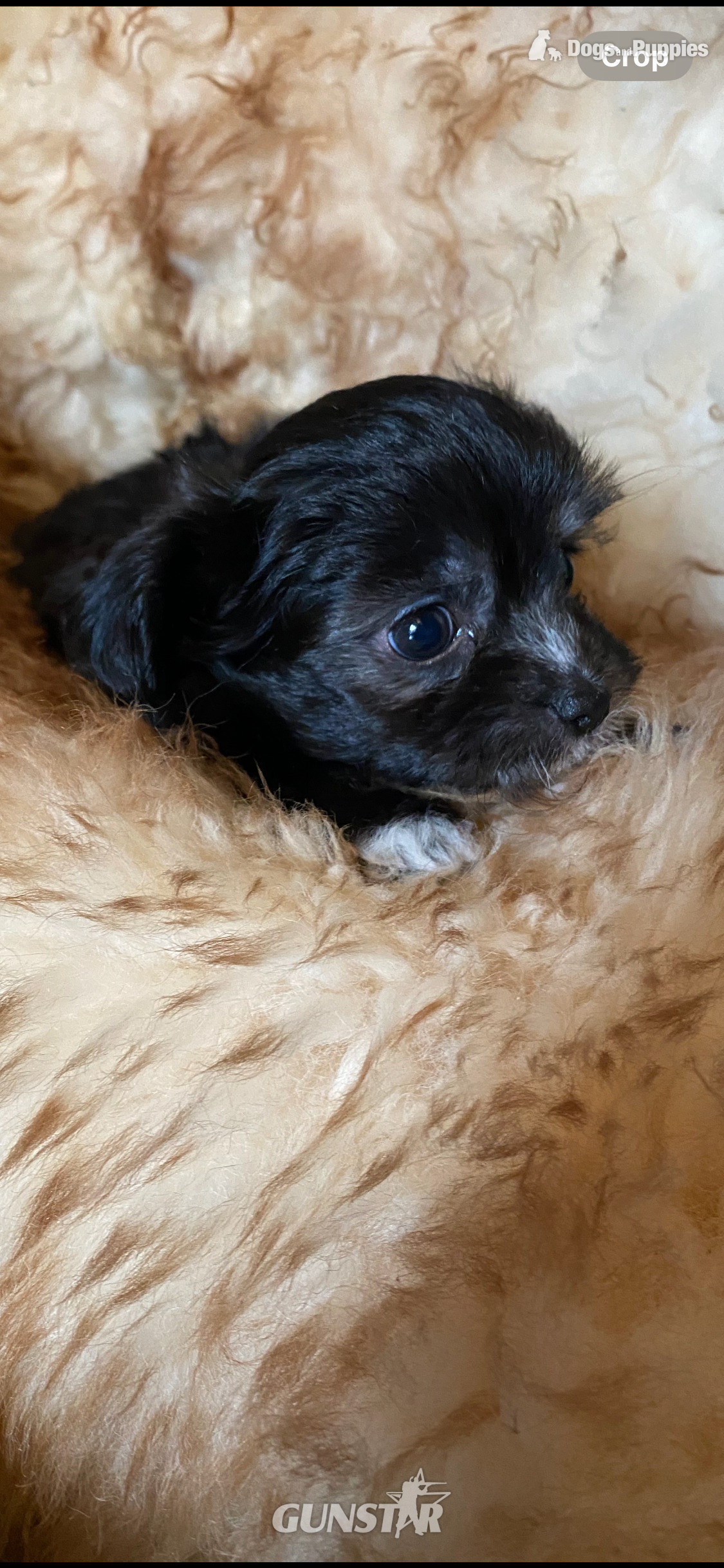 Beautiful Blue and white Maltese x chihuahua. - {CATEGORY} in 
