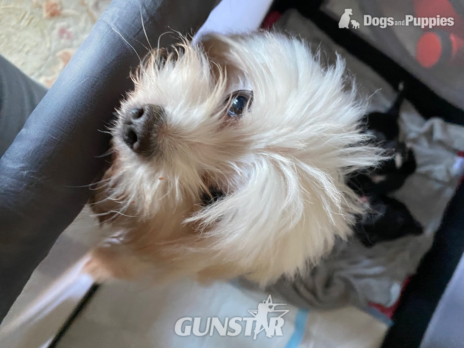 Beautiful Blue and white Maltese x chihuahua. - {CATEGORY}