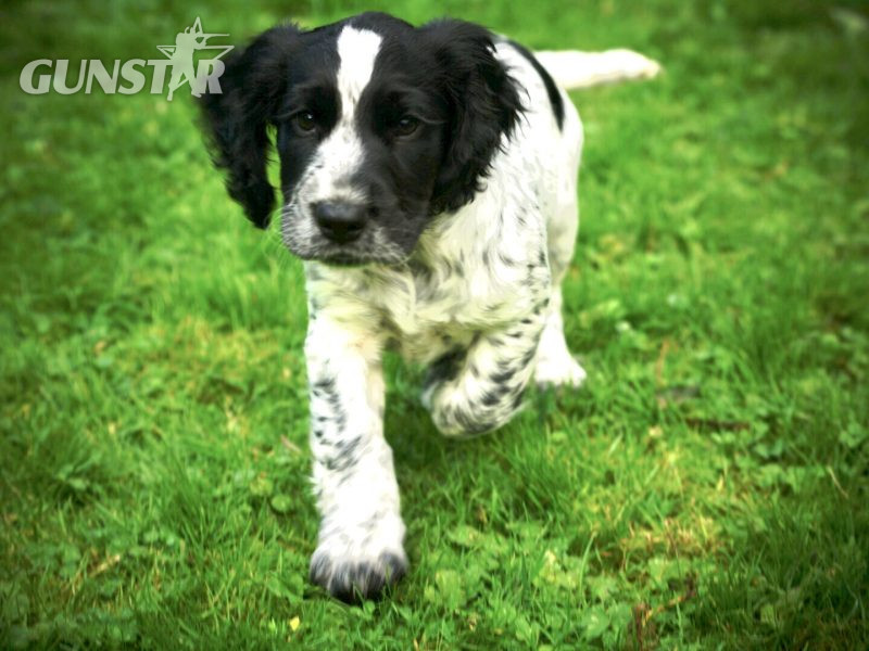 KC Registered Working Cocker Spaniel in 
