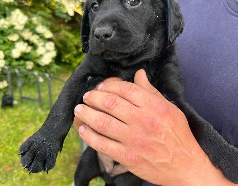 Stunning KC Reg Black Lab Pups - 1 Bitch & 2 Dogs left - {CATEGORY} in 