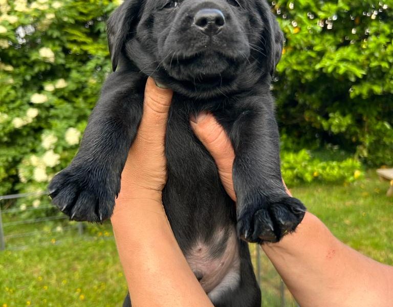 Stunning KC Reg Black Lab Pups - 1 Bitch & 2 Dogs left 