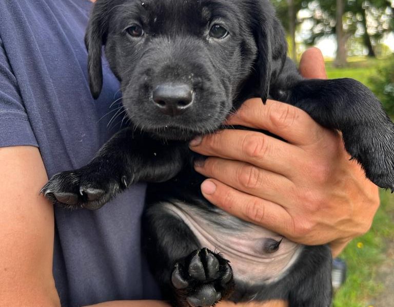 {CATEGORY} - Stunning KC Reg Black Lab Pups - 1 Bitch & 2 Dogs left in 