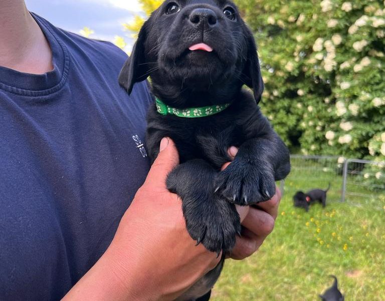 {CATEGORY} - Stunning KC Reg Black Lab Pups - 1 Bitch & 2 Dogs left