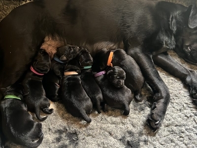 Stunning KC Reg Black Lab Pups - 1 Bitch & 2 Dogs left