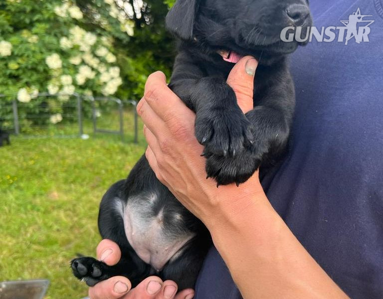  Stunning KC Reg Black Lab Pups - 1 Bitch & 2 Dogs left