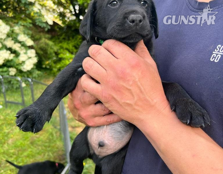 Stunning KC Reg Black Lab Pups - 1 Bitch & 2 Dogs left - {CATEGORY}