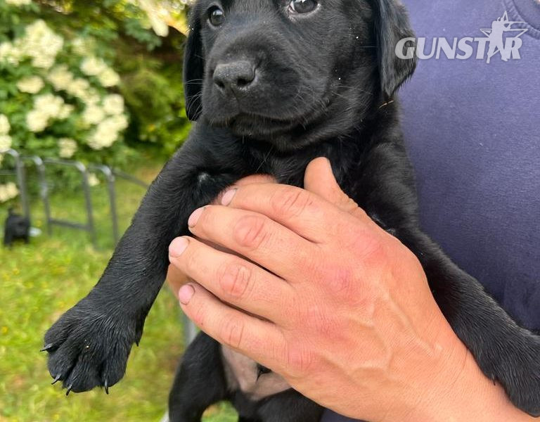 Stunning KC Reg Black Lab Pups - 1 Bitch & 2 Dogs left - {CATEGORY} in 