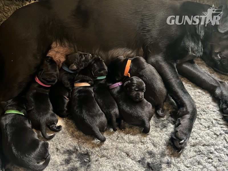 Stunning KC Reg Black Lab Pups - 1 Bitch & 2 Dogs left in 