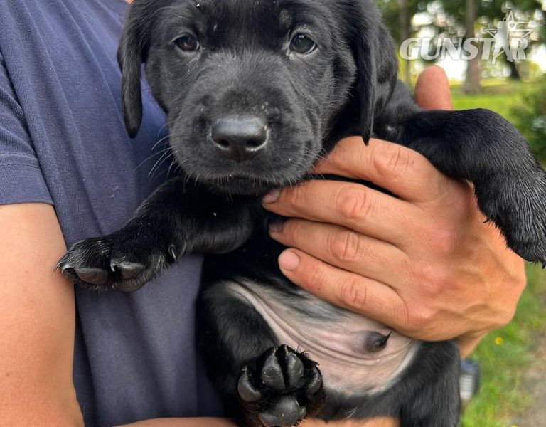 {CATEGORY} - Stunning KC Reg Black Lab Pups - 1 Bitch & 2 Dogs left in 