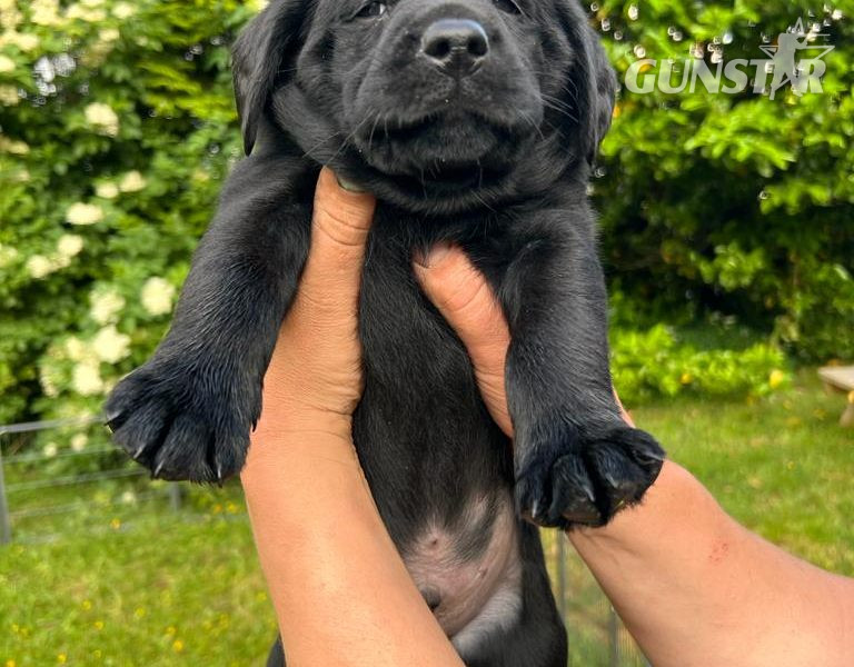 Stunning KC Reg Black Lab Pups - 1 Bitch & 2 Dogs left 