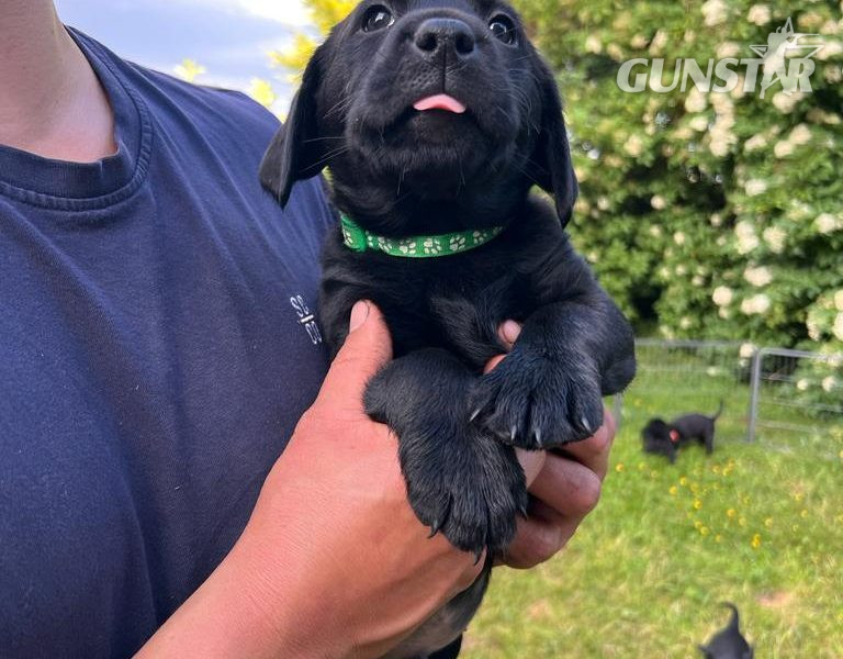 {CATEGORY} - Stunning KC Reg Black Lab Pups - 1 Bitch & 2 Dogs left