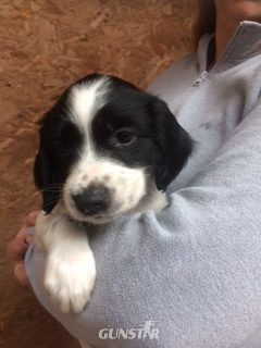 ENGLISH SPRINGER SPANIEL PUPPIES FOR SALE in 