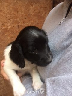 ENGLISH SPRINGER SPANIEL PUPPIES FOR SALE - {CATEGORY} in 