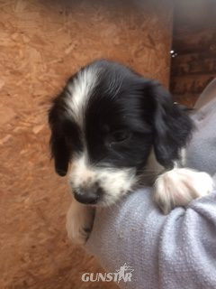  ENGLISH SPRINGER SPANIEL PUPPIES FOR SALE