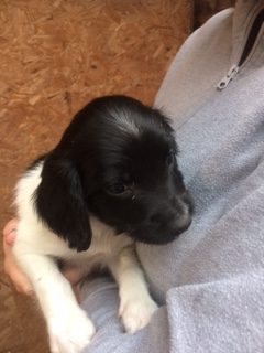 ENGLISH SPRINGER SPANIEL PUPPIES FOR SALE - {CATEGORY} in 