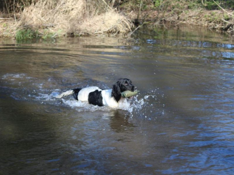 ENGLISH SPRINGER SPANIEL PUPPIES FOR SALE - {CATEGORY}
