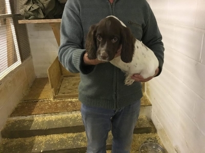 Exceptional English springer spaniel pups for sale