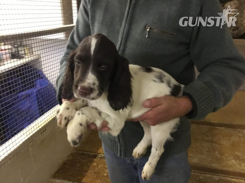 Exceptional English springer spaniel pups for sale - {CATEGORY} in 