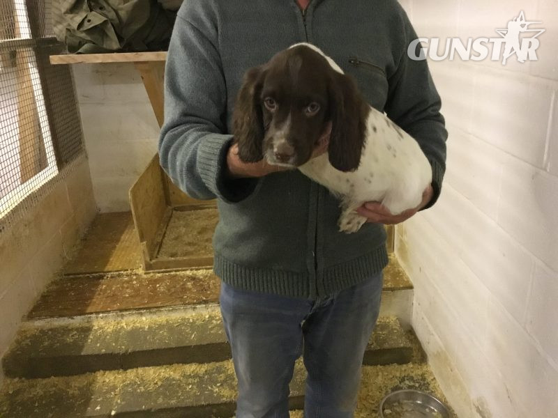 Exceptional English springer spaniel pups for sale in 