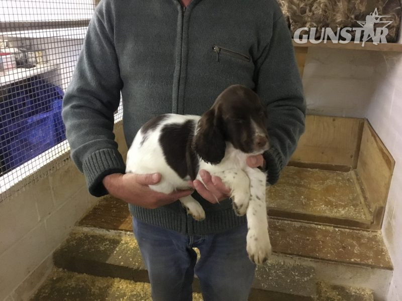 Exceptional English springer spaniel pups for sale - {CATEGORY}