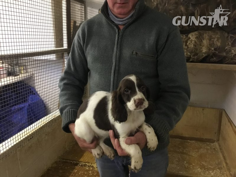 Exceptional English springer spaniel pups for sale