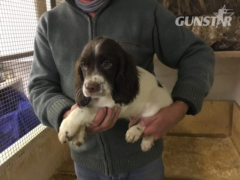  Exceptional English springer spaniel pups for sale