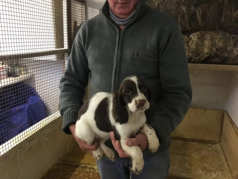 Exceptional English springer spaniel pups for sale