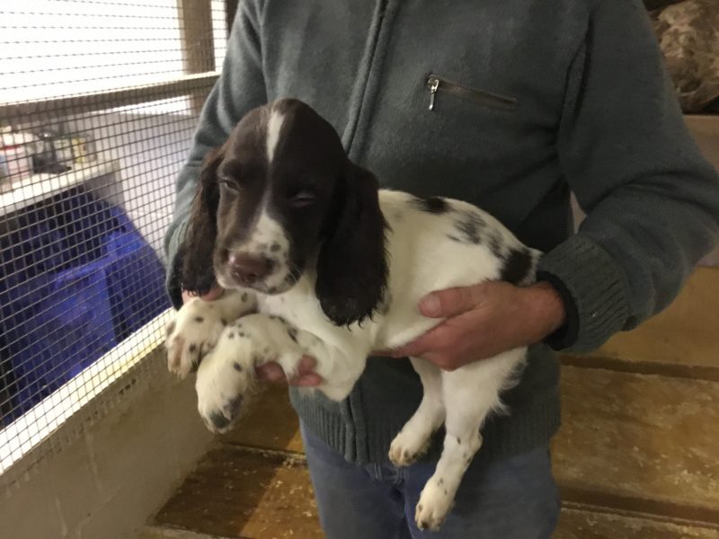 Exceptional English springer spaniel pups for sale - {CATEGORY} in 