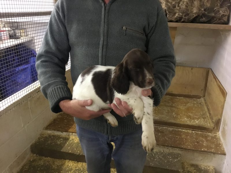 Exceptional English springer spaniel pups for sale - {CATEGORY}